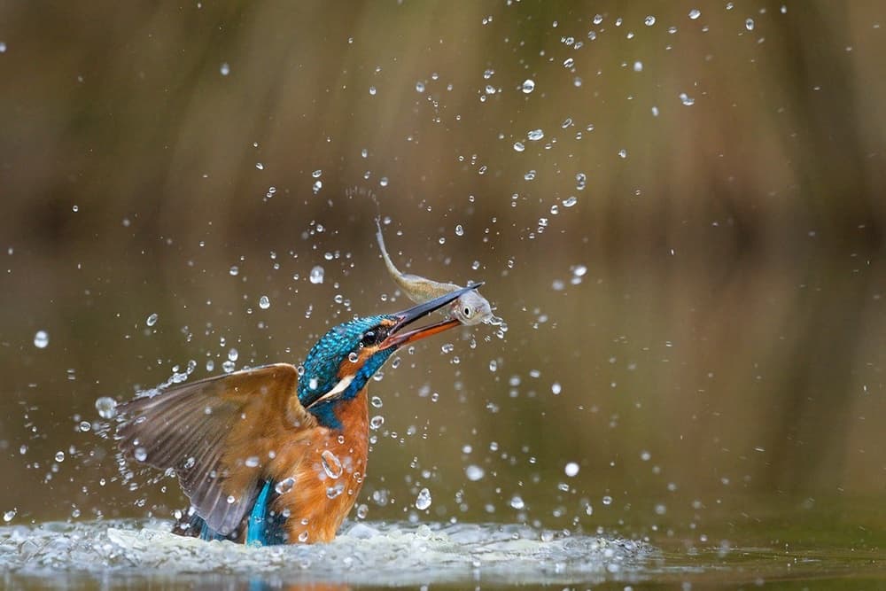 Vibrant Kingfisher Fishing by Marco Pozzi — canvas wall art