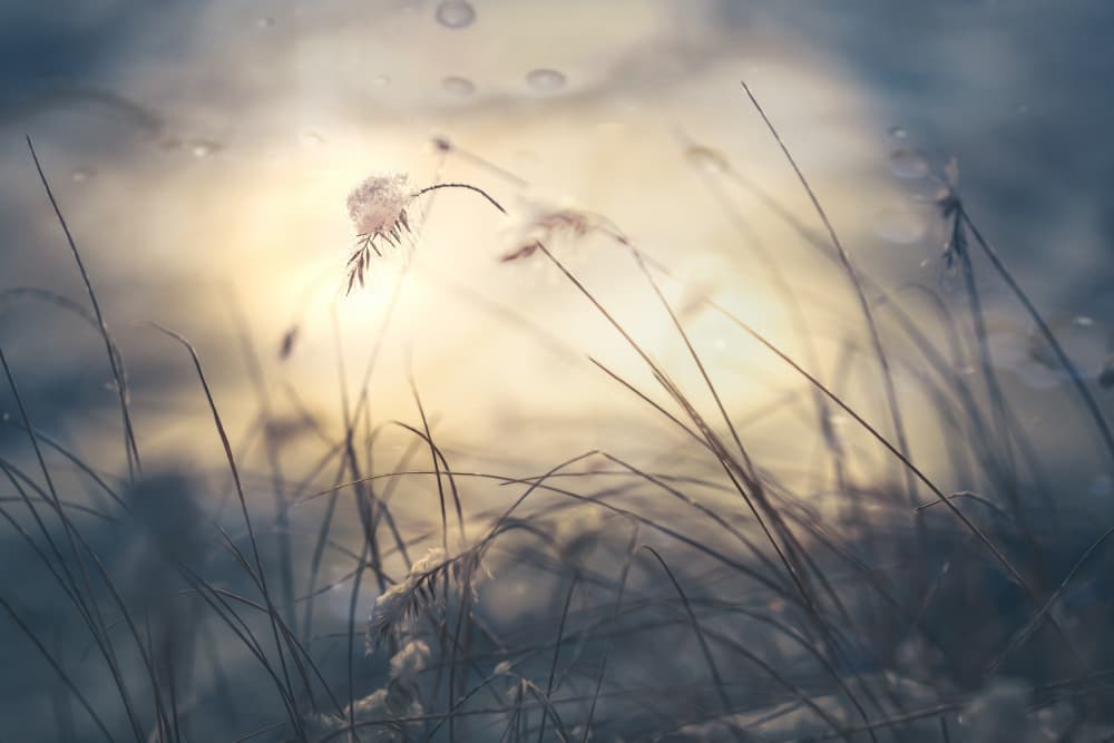 Frosted Grass Glow by Marc Huybrighs — canvas wall art