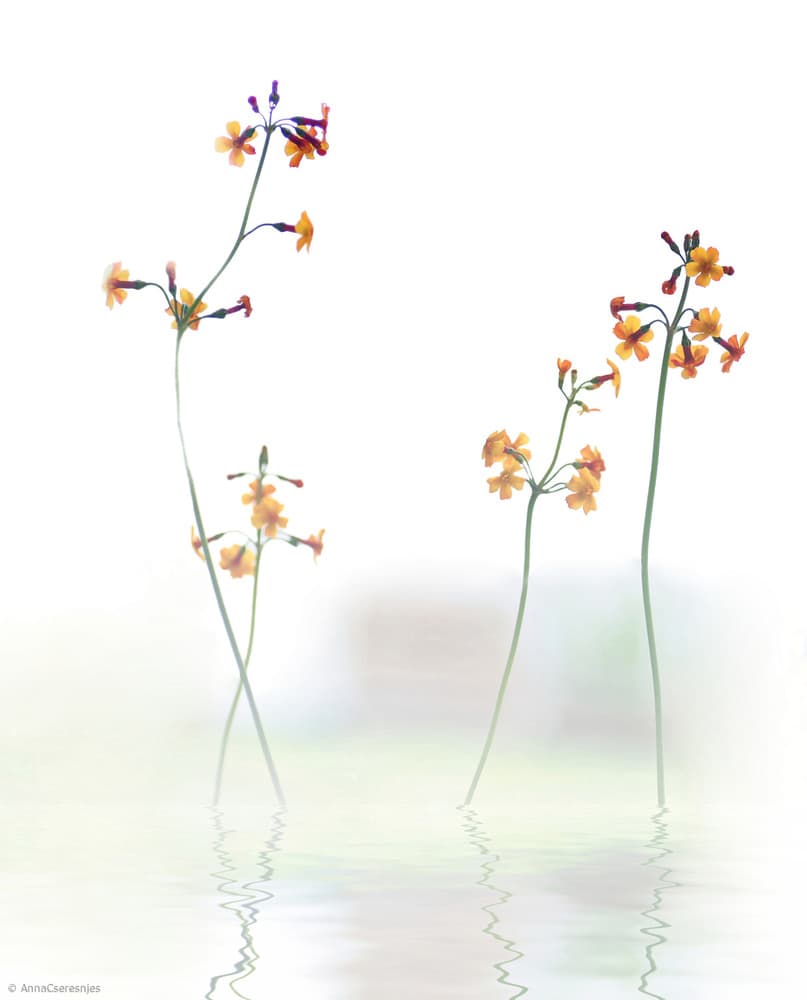 Delicate Floral Reflections by Anna Cseresnjes — canvas wall art