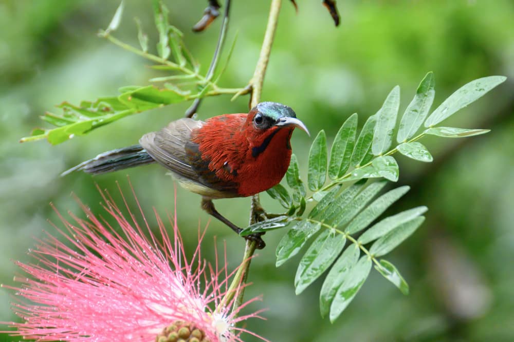 Red Sunbird on Pink Flower by SAMIR KUMAR SAMANTA — canvas wall art