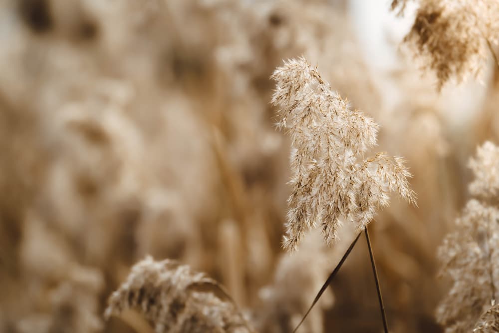 Warm Pampas Grass by Josip Milićević — canvas wall art