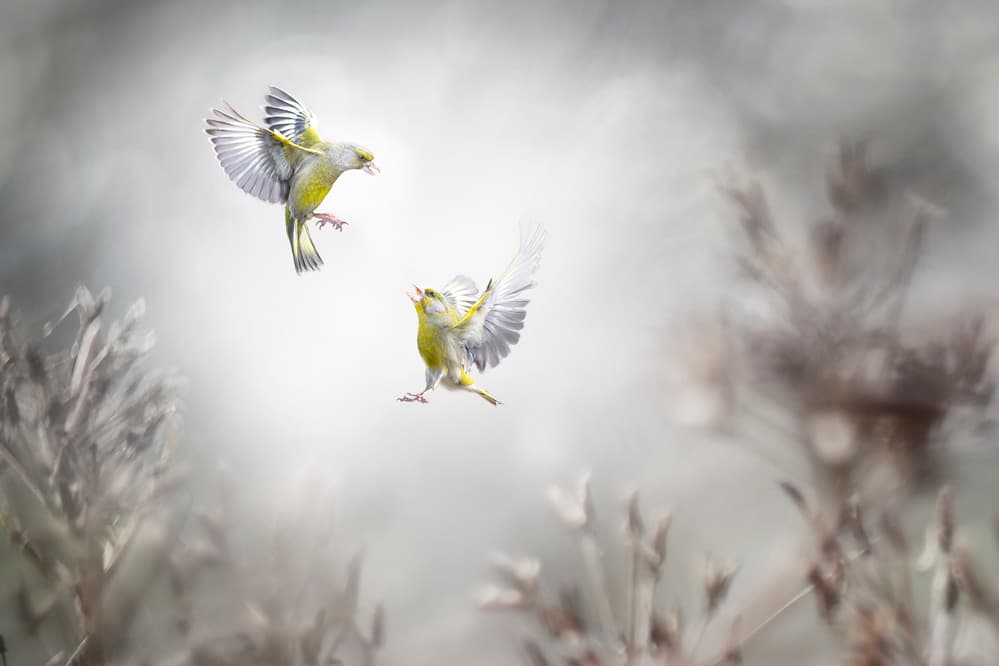 Greenfinches In Flight by Doris Reindl — canvas wall art