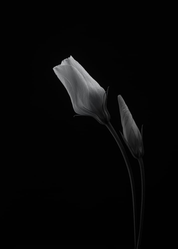 Soft Floral Silhouette by Lotte Grønkjær — canvas wall art