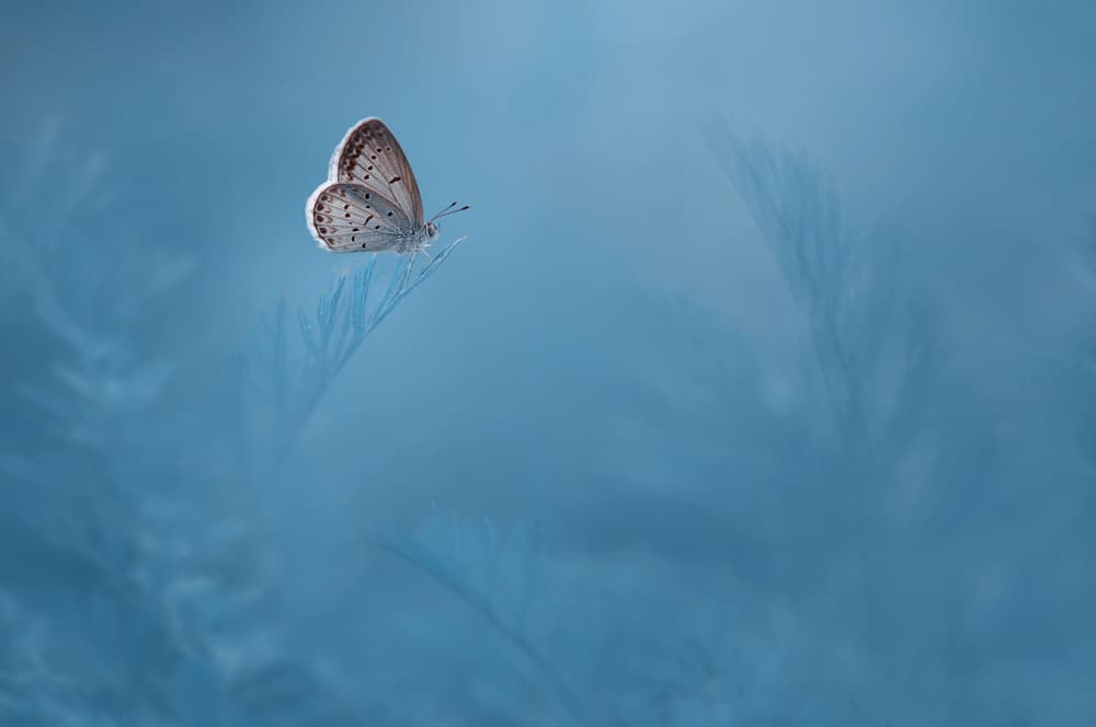 Delicate Blue Butterfly by Edy Pamungkas — canvas wall art