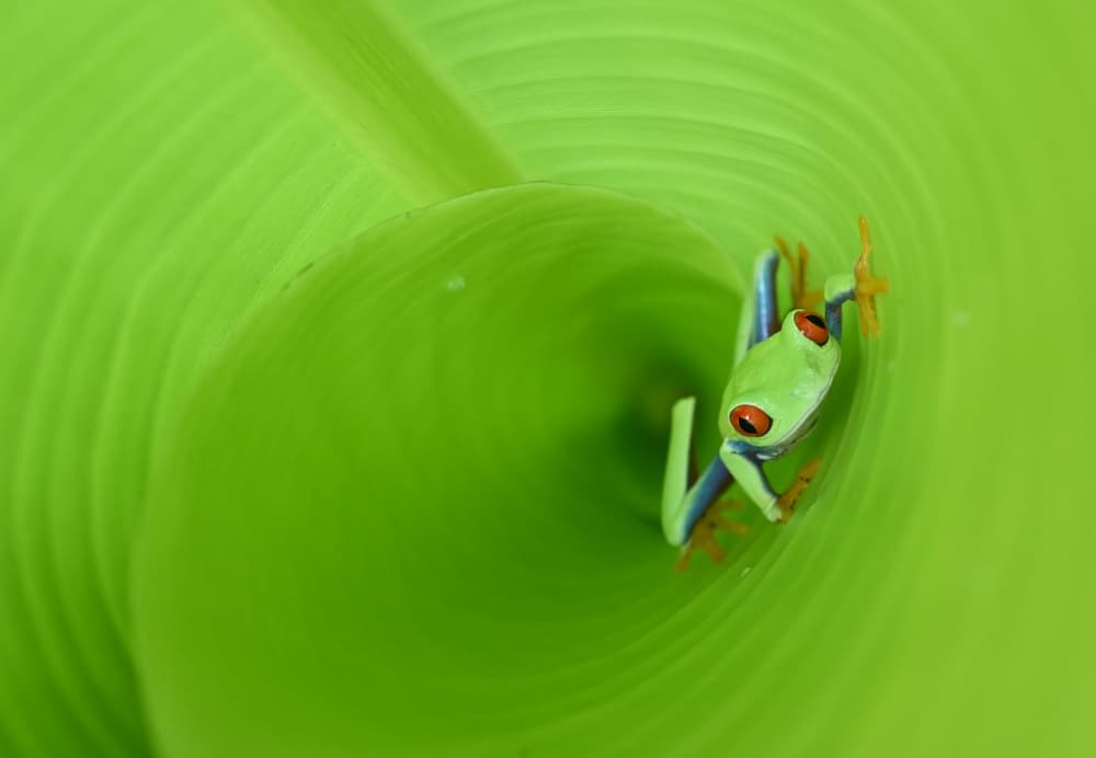 Frog In A Green Spiral by Rawisyah Aditya — canvas wall art