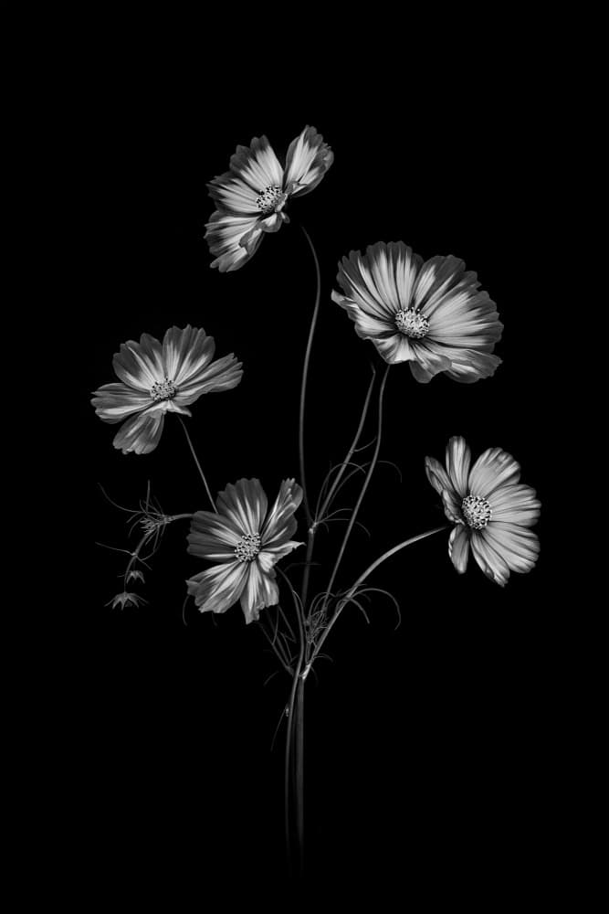 Monochrome Cosmos Flowers by Lydia Jacobs — canvas wall art