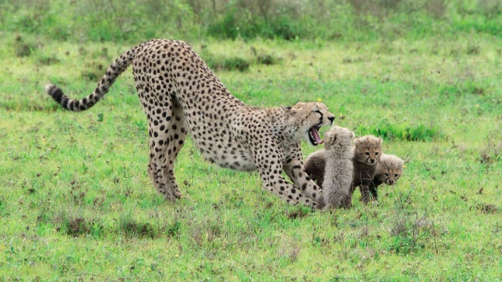 Yawning Cheetah and Cubs by Simon Roppel — canvas wall art