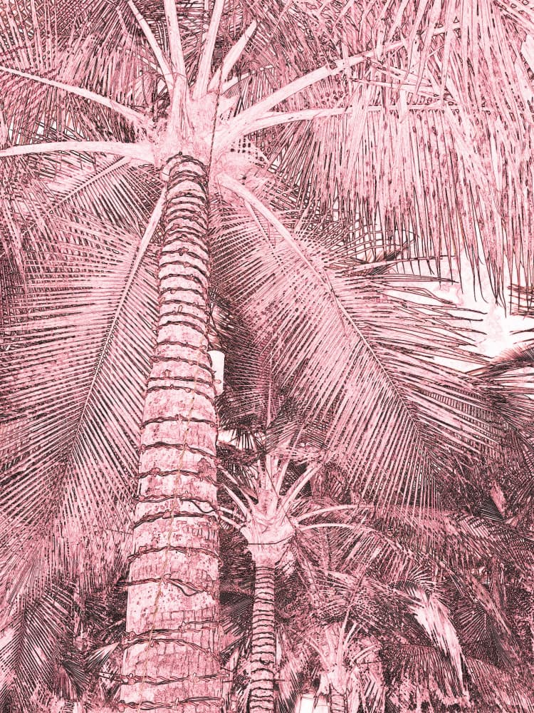 Tropical Pink Palms by Santhosh ch — canvas wall art