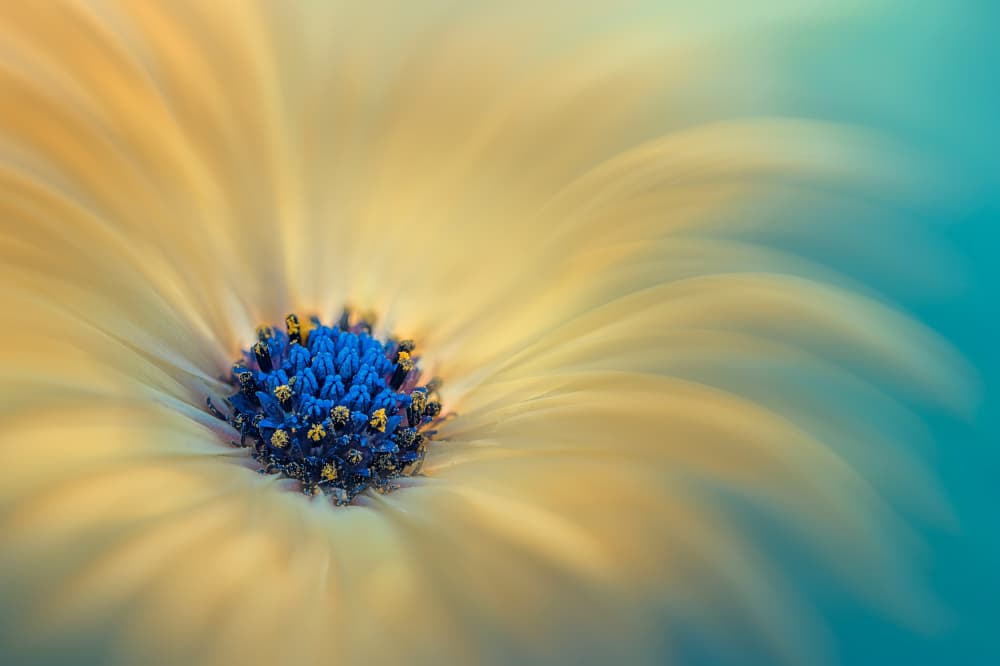 Dreamy Blue Yellow Bloom by Lydia Jacobs — canvas wall art