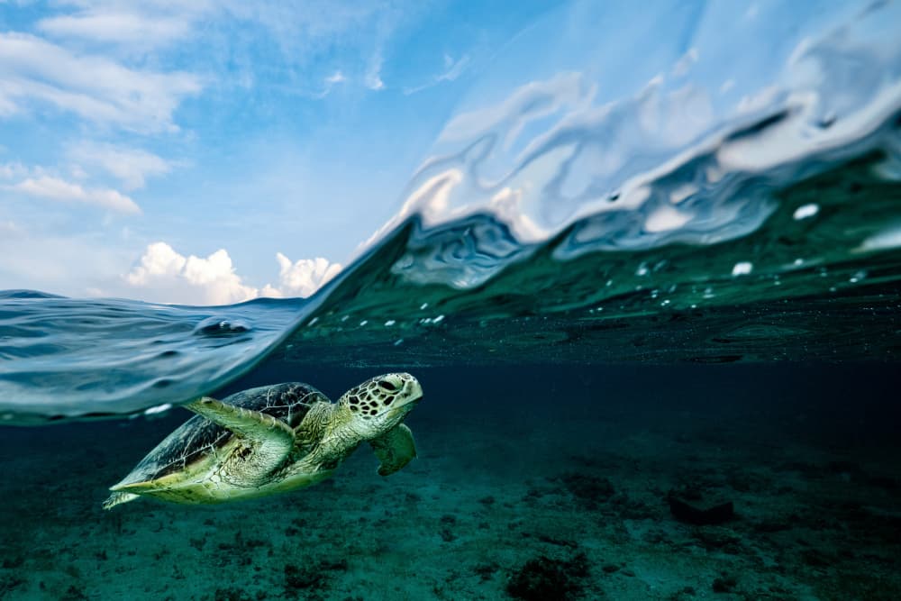 Sea Turtle Split View by Serge Melesan — canvas wall art