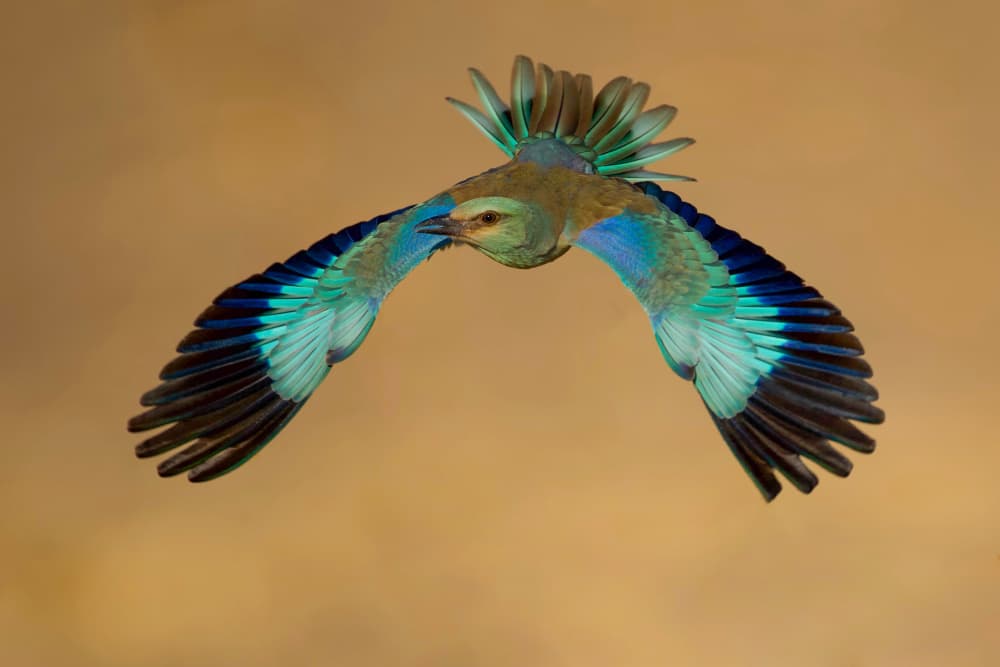 Vibrant Bird In Flight by David Manusevich — canvas wall art