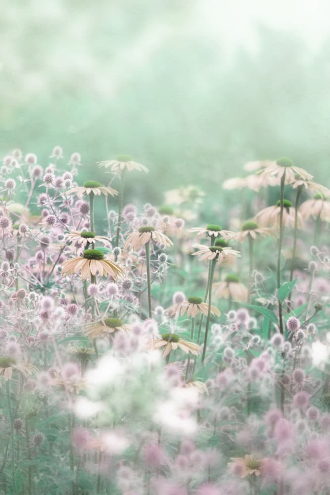 Dreamy Pastel Flowers by Jacky Parker — canvas wall art