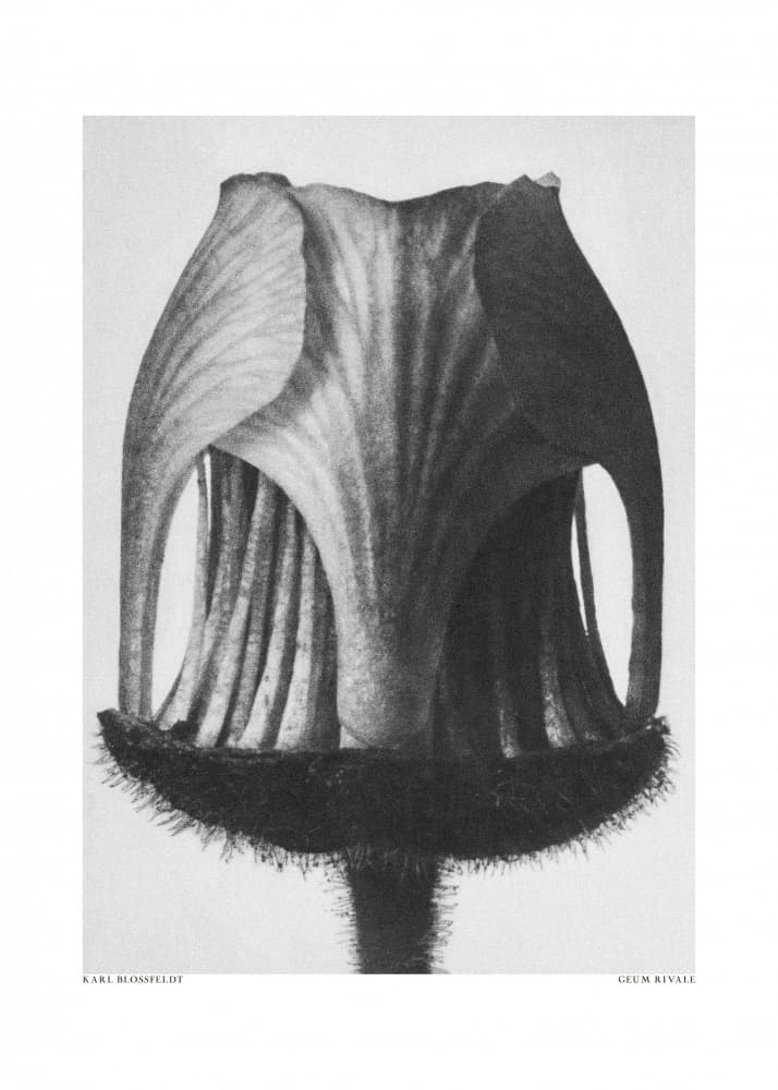 Geum Rivale by Karl Blossfeldt — canvas wall art