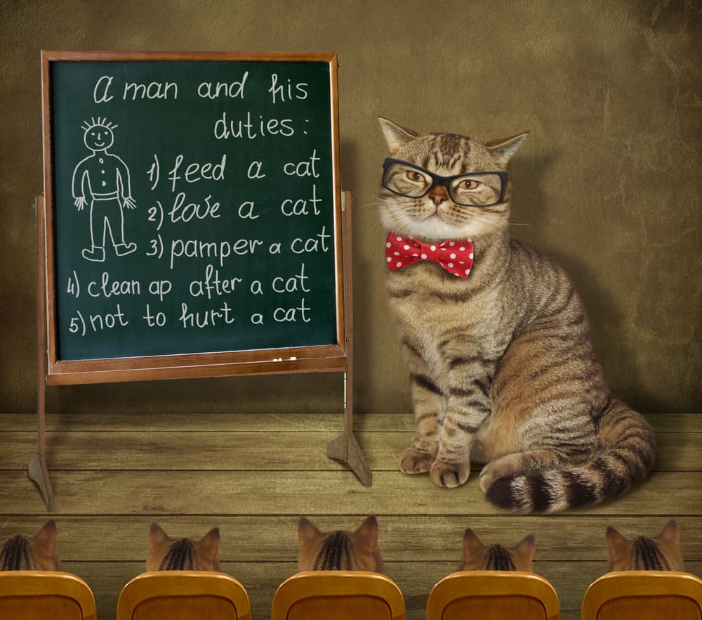Cat Classroom Rules by Iryna Kuznetsova (Iridi) — canvas wall art