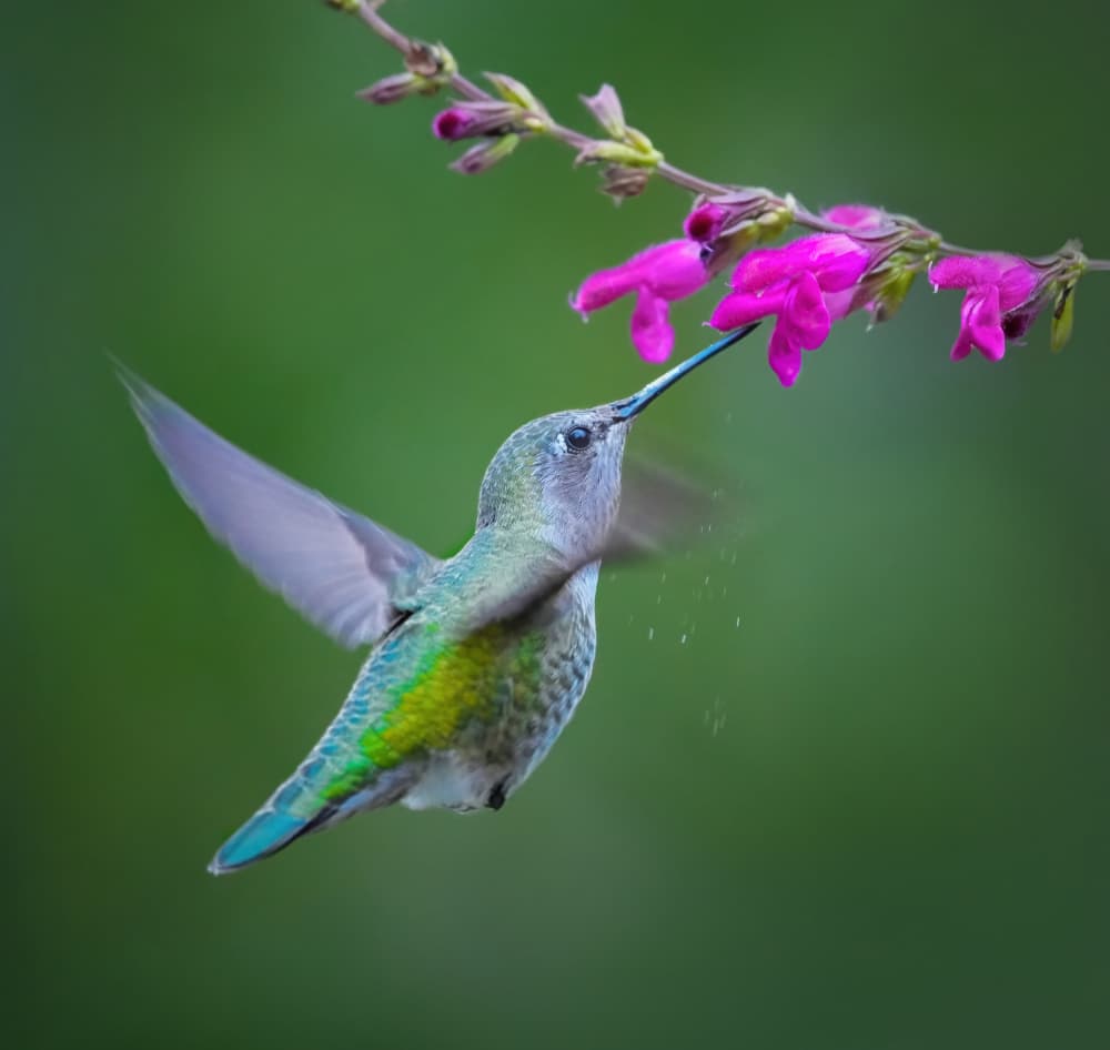 Hummingbird Nectar Sip by Xiaojian Huang — canvas wall art