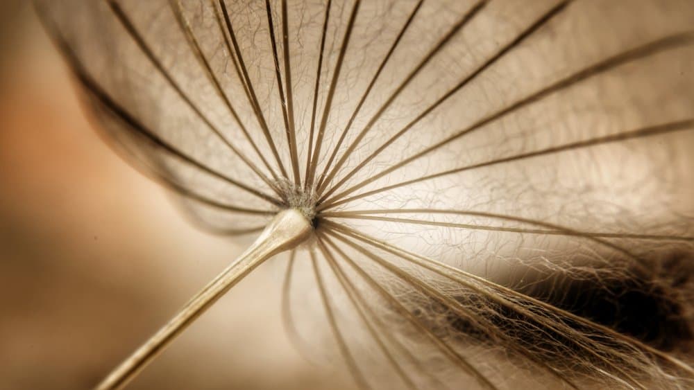 Delicate Dandelion Seed by Kobbie Pessach — canvas wall art
