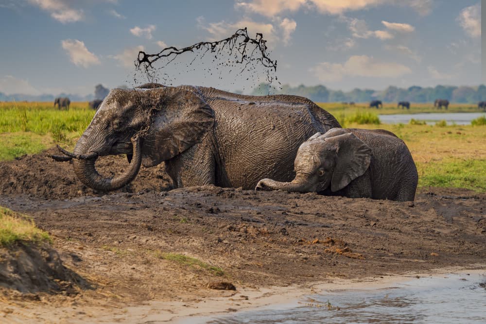 Playful Elephants Mud Bath by Ilona Rosenkrancová — canvas wall art