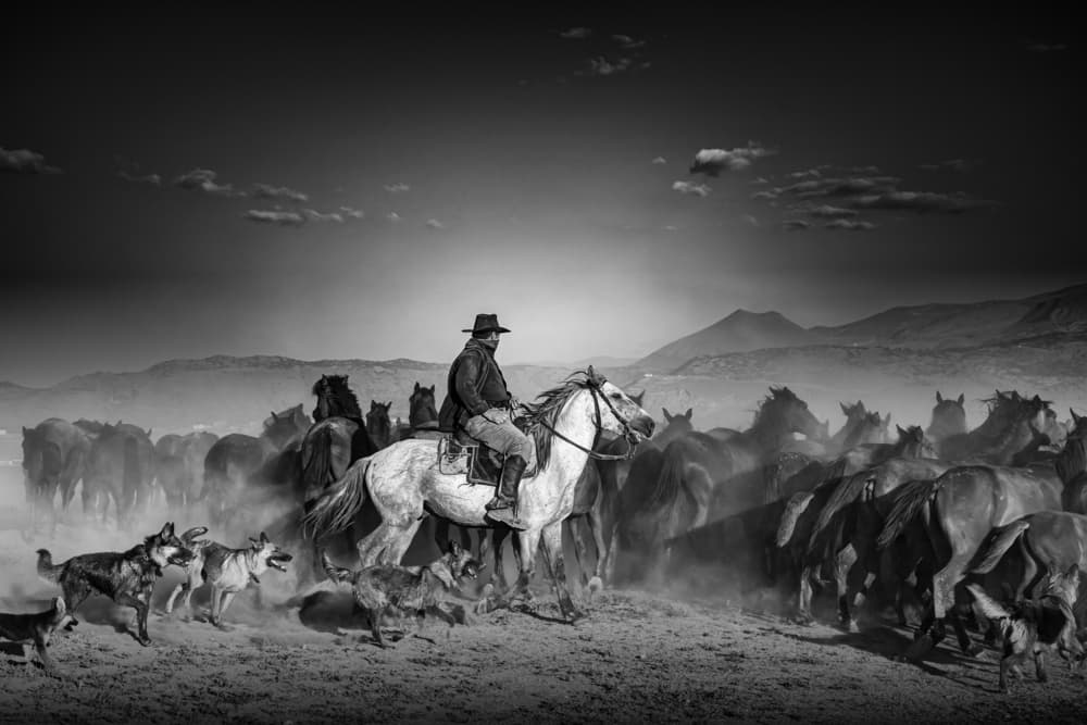 Cowboy and Wild Horses by Zühdü Bilgin — canvas wall art