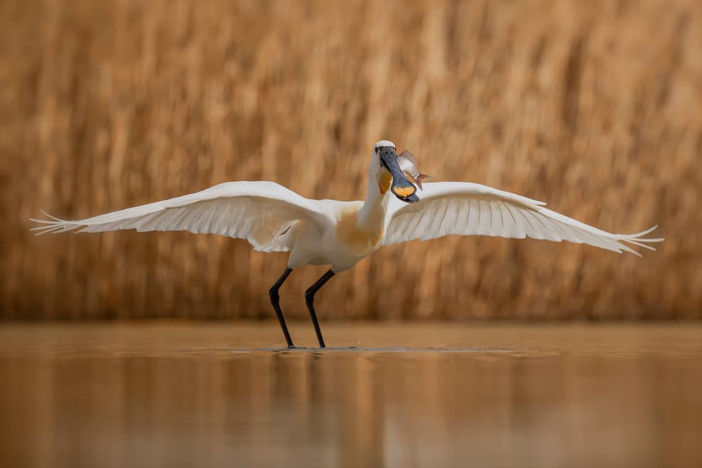 Spoonbill Bird With Catch by Fion Wong — canvas wall art