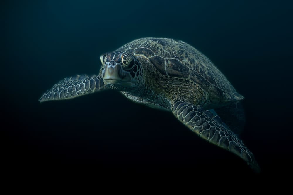 Graceful Sea Turtle by Serge Melesan — canvas wall art