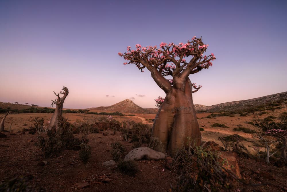 Pink Desert Bloom by ANNA AN — canvas wall art