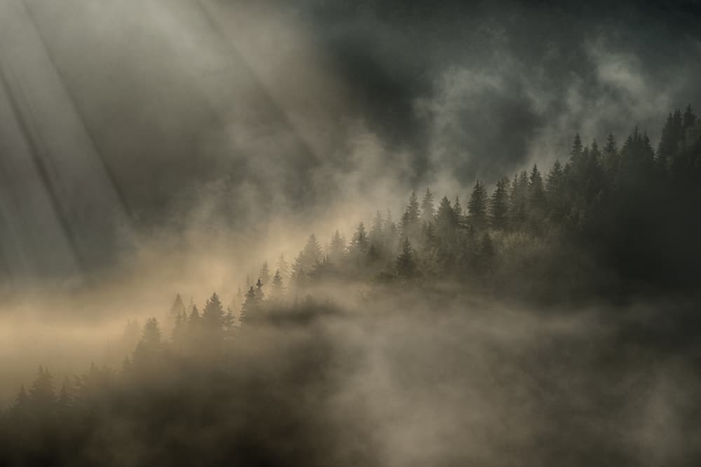 Misty Forest Sun Rays by Bogdan Negoita — canvas wall art