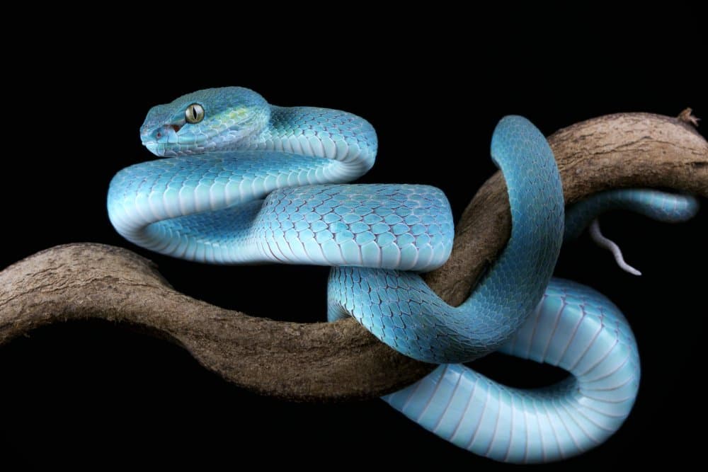 Striking Blue Viper by Kurit Afsheen — canvas wall art