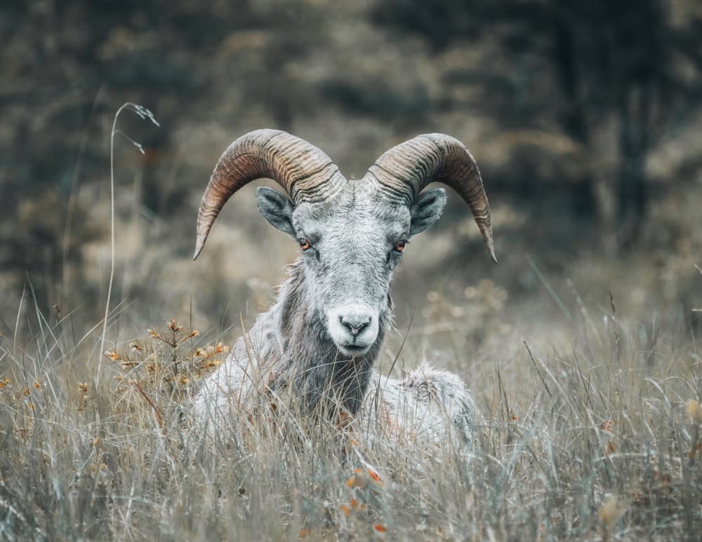 Majestic Bighorn Ram by Alex Zhao — canvas wall art