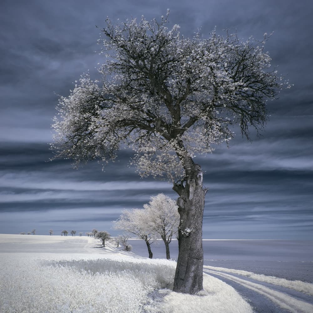 White Blossoms Dark Sky by Piotr Krol (Bax) — canvas wall art