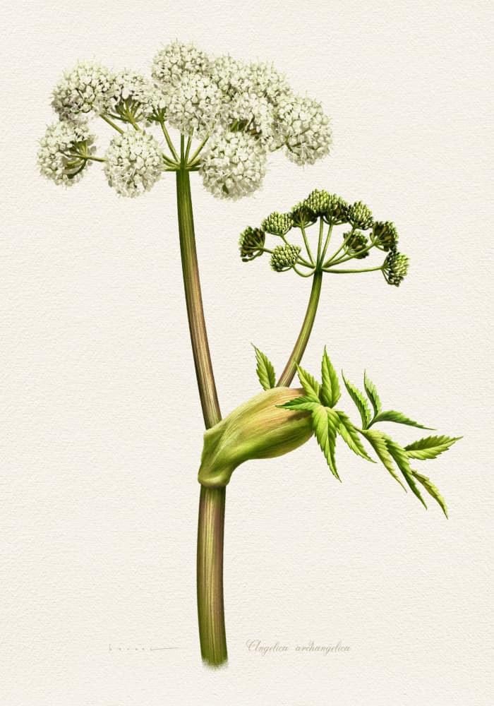 White Angelica Botanical Illustration by Juan Hernaz — canvas wall art