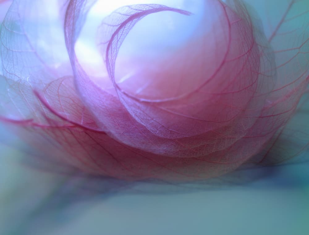 Delicate Pink Leaves by Shihya Kowatari — canvas wall art