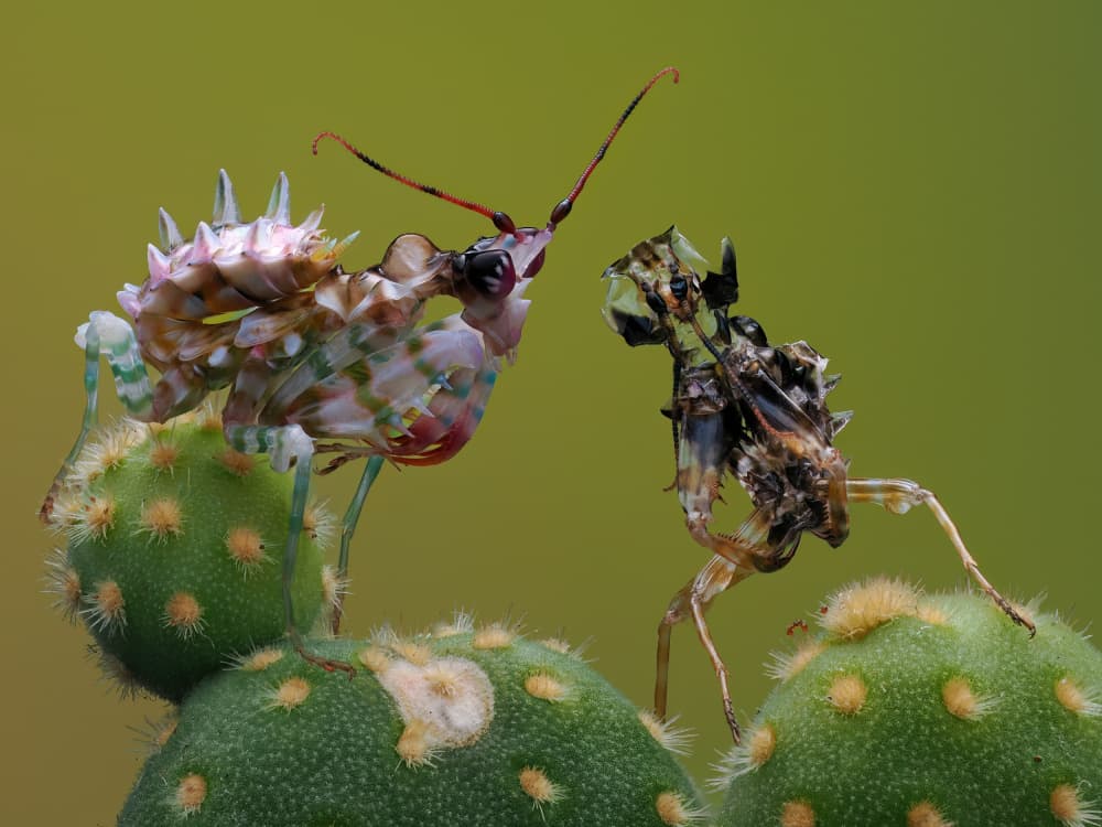 Spiky Mantis Encounter by Phat Dao Tan — canvas wall art