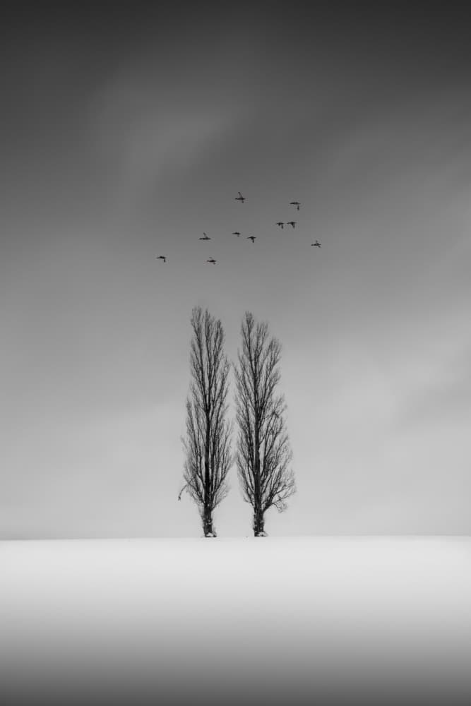 Winter Trees and Birds by Dawn X W — canvas wall art