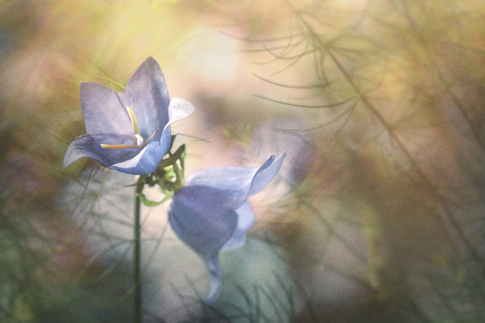 Soft Blue Bellflowers by Stephen Clough — canvas wall art