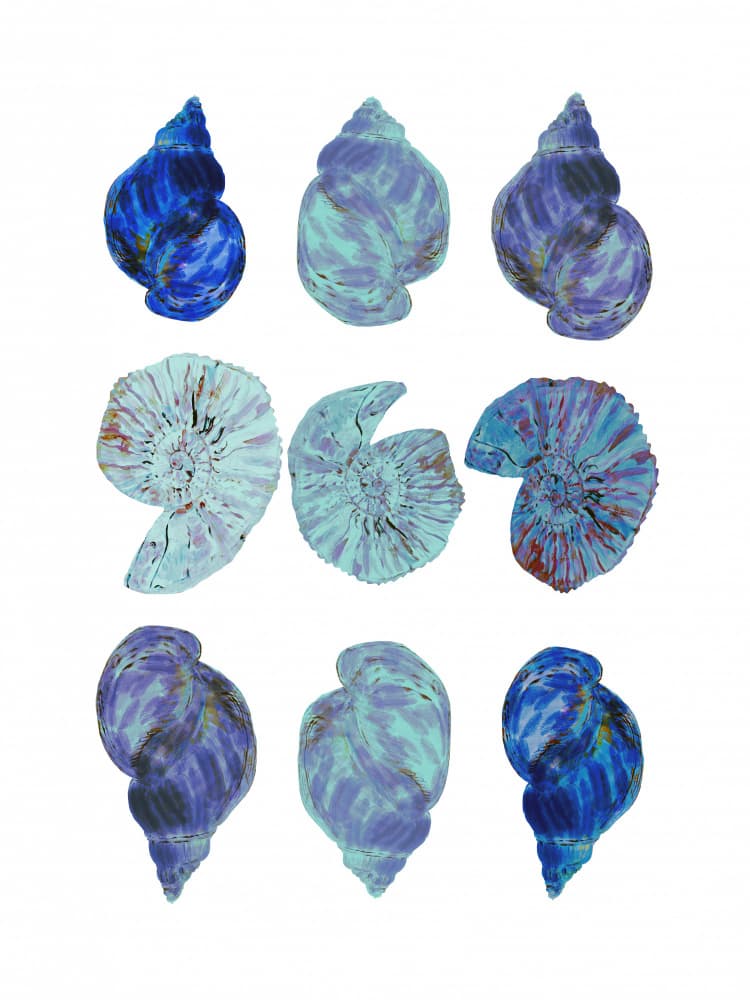 Vivid Ocean Shells by cartissi — canvas wall art
