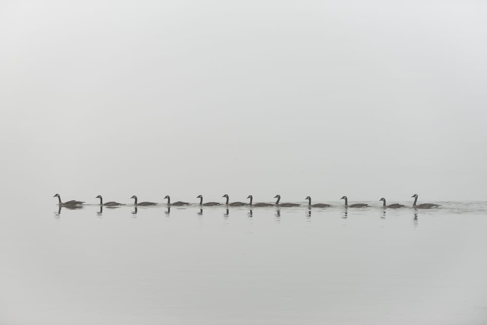 Peaceful Geese Procession by Nick Kalathas — canvas wall art