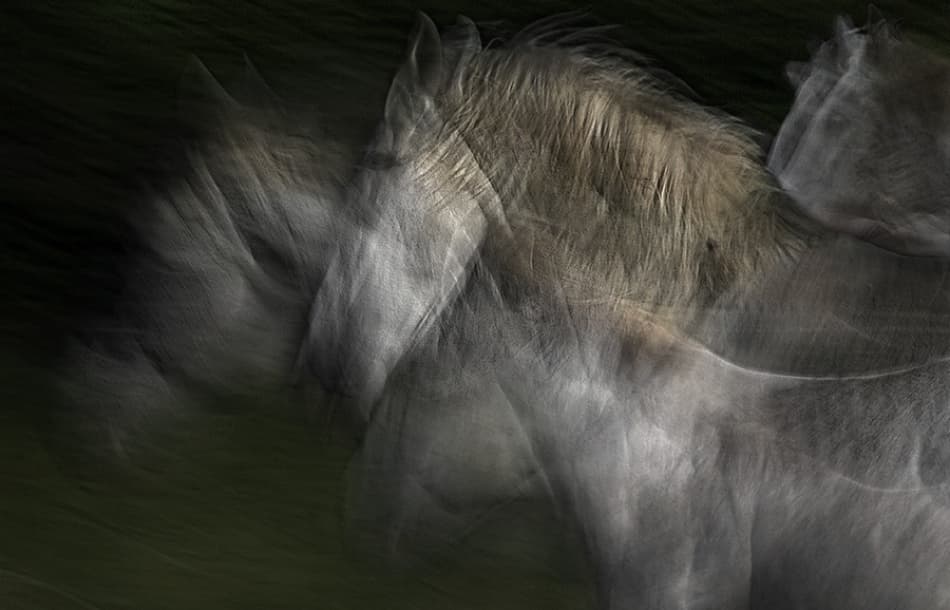 Blurred Horses In Motion by Milan Malovrh — canvas wall art