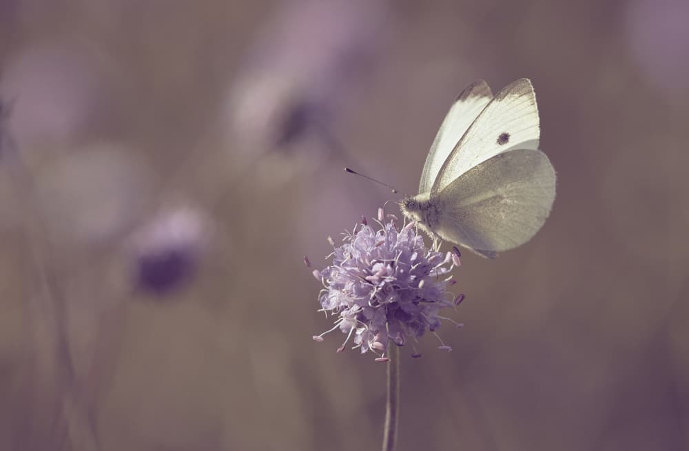 Delicate Lavender Butterfly by Stuart Williams — canvas wall art