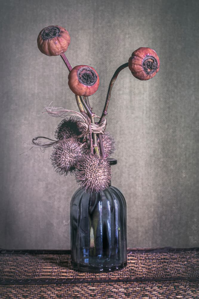 Moody Dried Pods by Cicek Kiral — canvas wall art