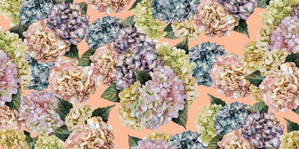 Pastel Hydrangea Blooms by Sue Skellern — canvas wall art