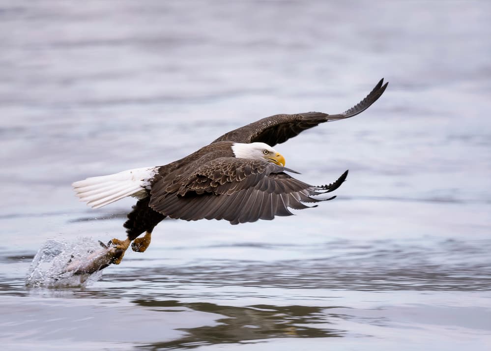 Majestic Eagle Catch by Purple Bamboo — canvas wall art