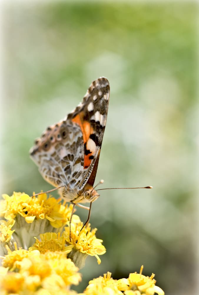 Butterfly on Yellow Flower by Udrea Dan — canvas wall art