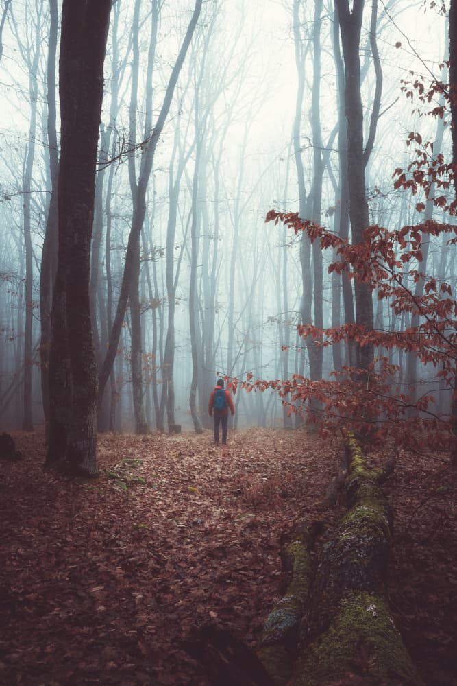 Misty Forest Hiker by Toma Georgian Mihai — canvas wall art