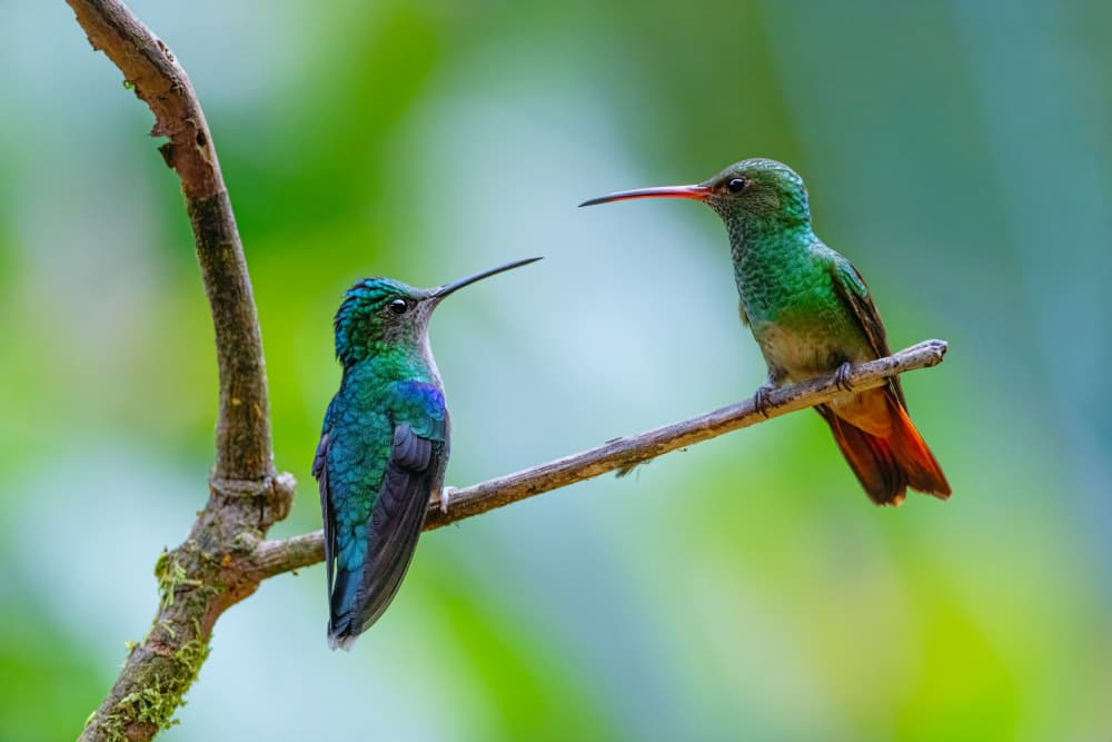 Two Hummingbirds Perched by Tracy — canvas wall art