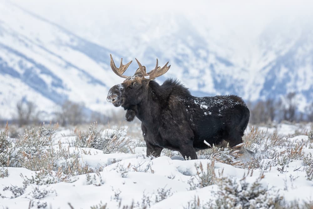 Majestic Winter Moose by Max Wang — canvas wall art