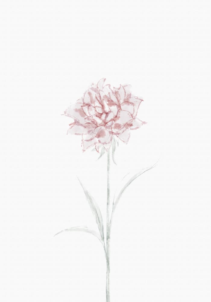 Pink Watercolor Rose by Pictufy Studio II — canvas wall art