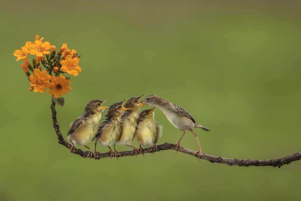 Nurturing Bird Family by Muljati Hidajat — canvas wall art