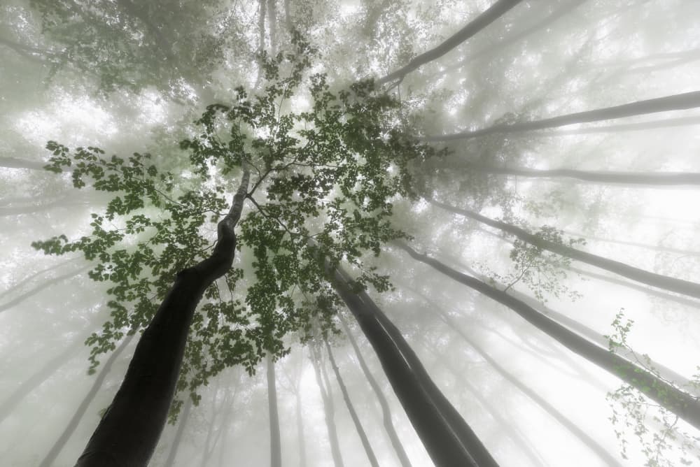 Misty Green Forest by Tom Pavlasek — canvas wall art