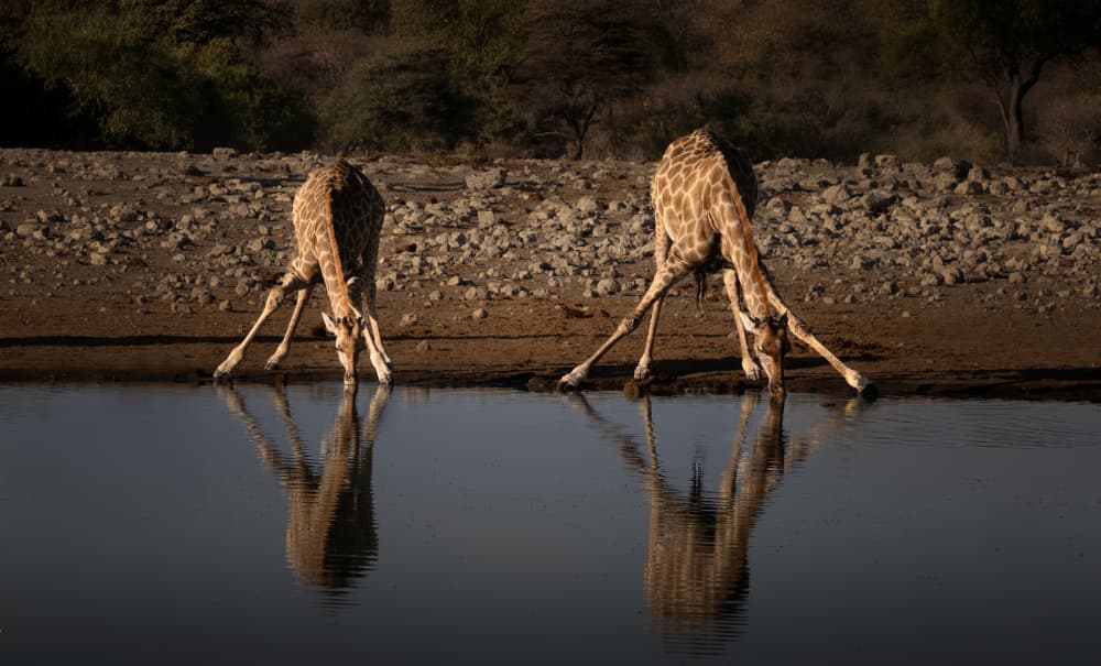 Giraffes Drinking Reflections by Yun Gong — canvas wall art