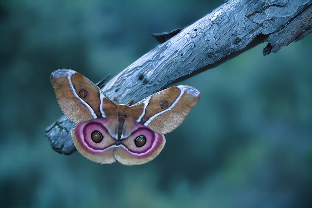 Vivid Moth Eye-spots by Jimmy Hoffman — canvas wall art